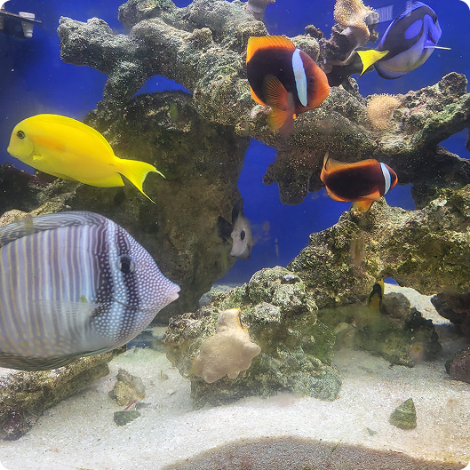 Professional aquarium setup with fish tanks and equipment